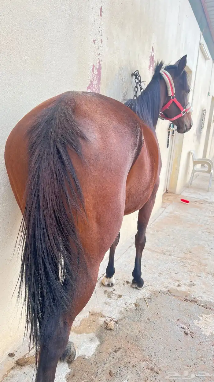 فرس تحتها مهره 6