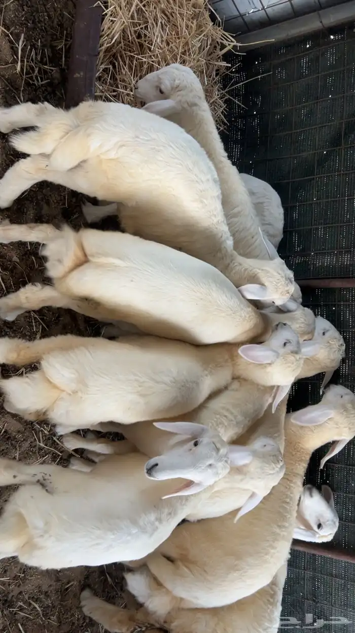 طليان حريه 0