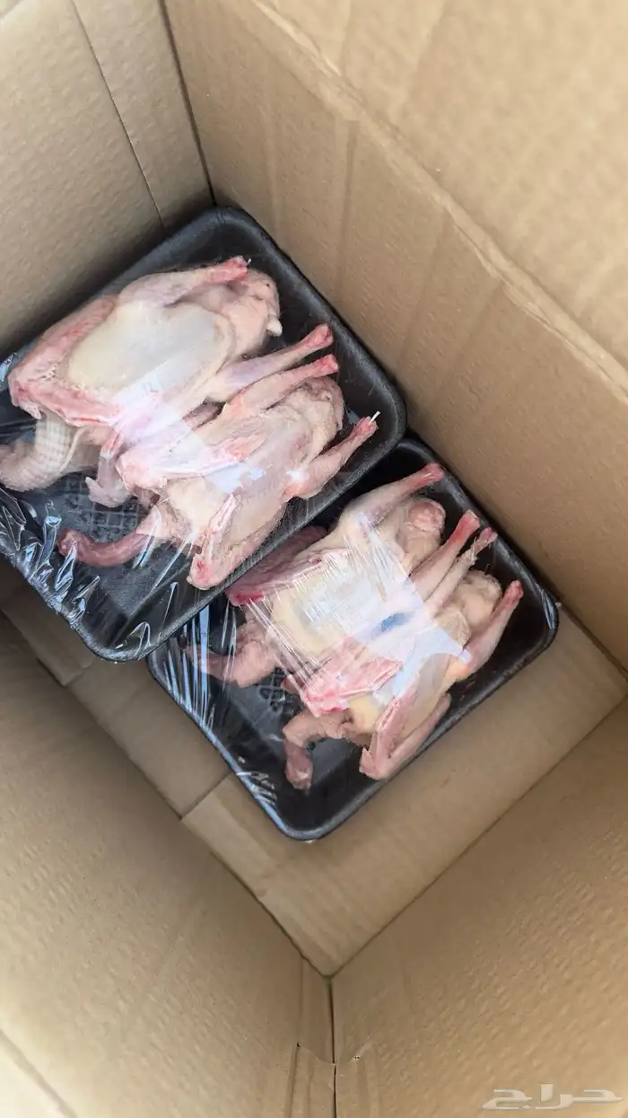 متوفر الآن زغاليل حمام فروخ فرنسي جمله 1