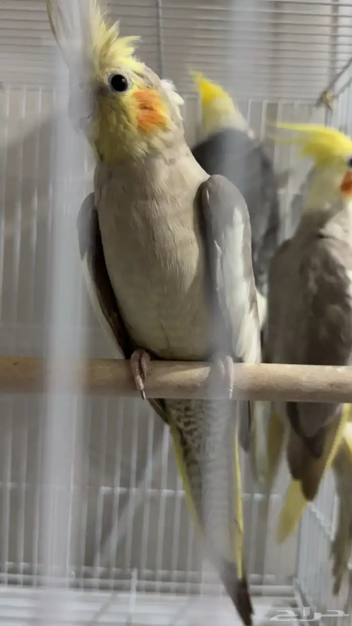 جوز كروان لاتينو سينمون مع فرخهم 0