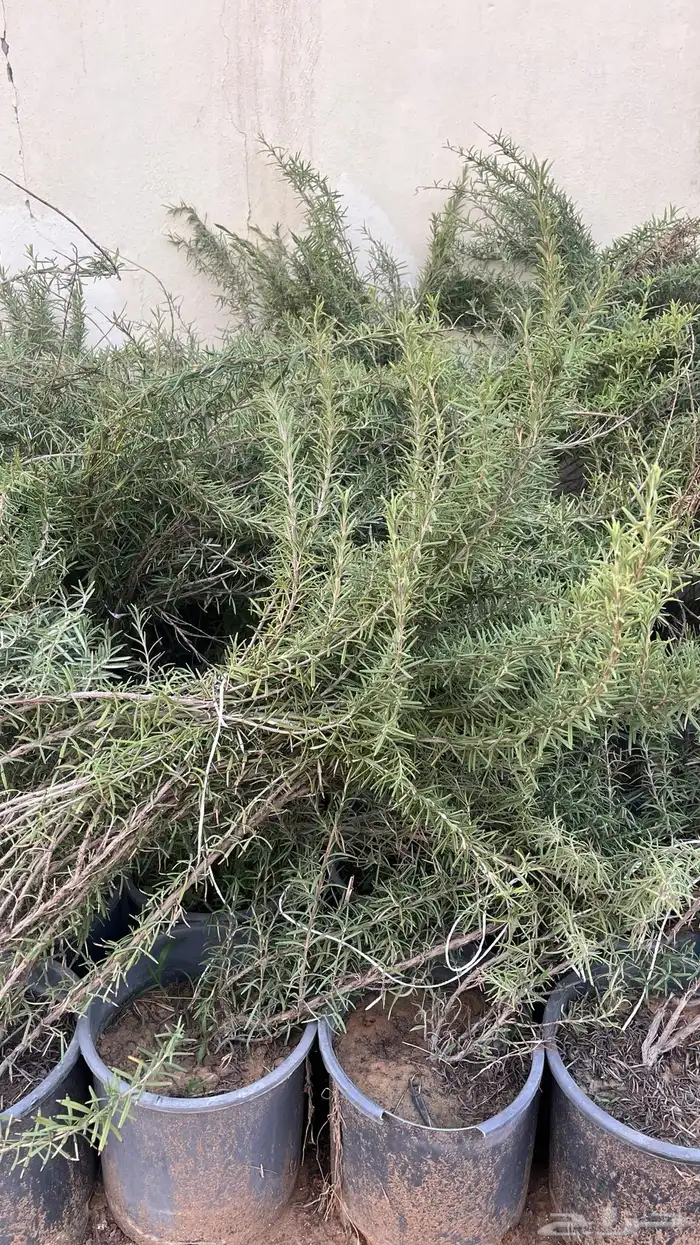 اكليل الجبل 0