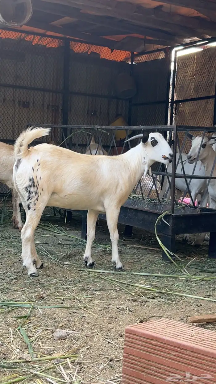 للبيع معزا بيشيات صنف 1