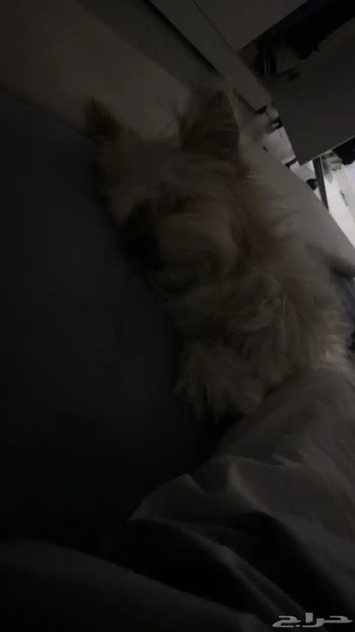 كلب من نوع مالتيز   لعوبة وحبوب 0