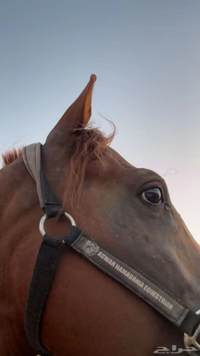 حصان عربي صقلاوي حمداني 4