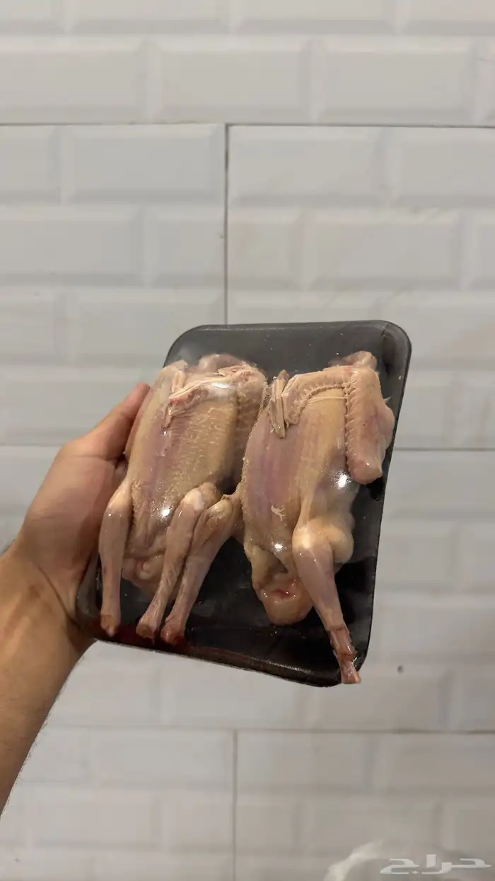 متوفر الآن زغاليل حمام فروخ فرنسي جمله 2