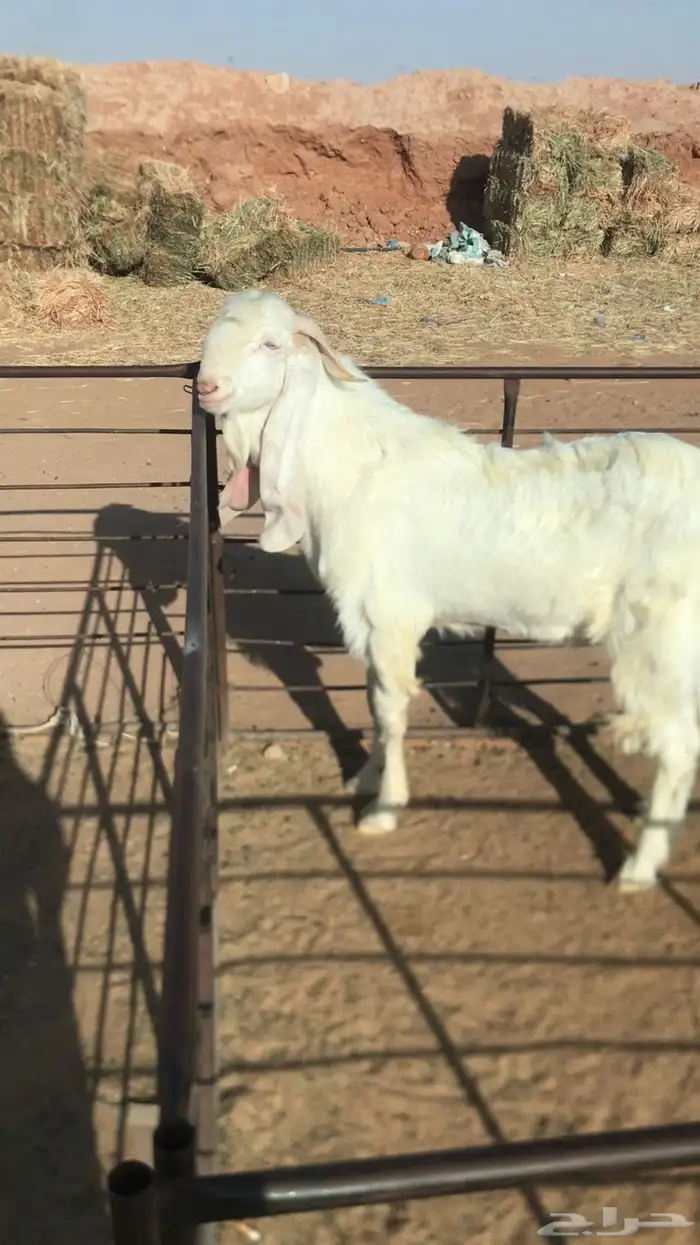 للبيع تيس فحل شرط توا طالع ثني 1