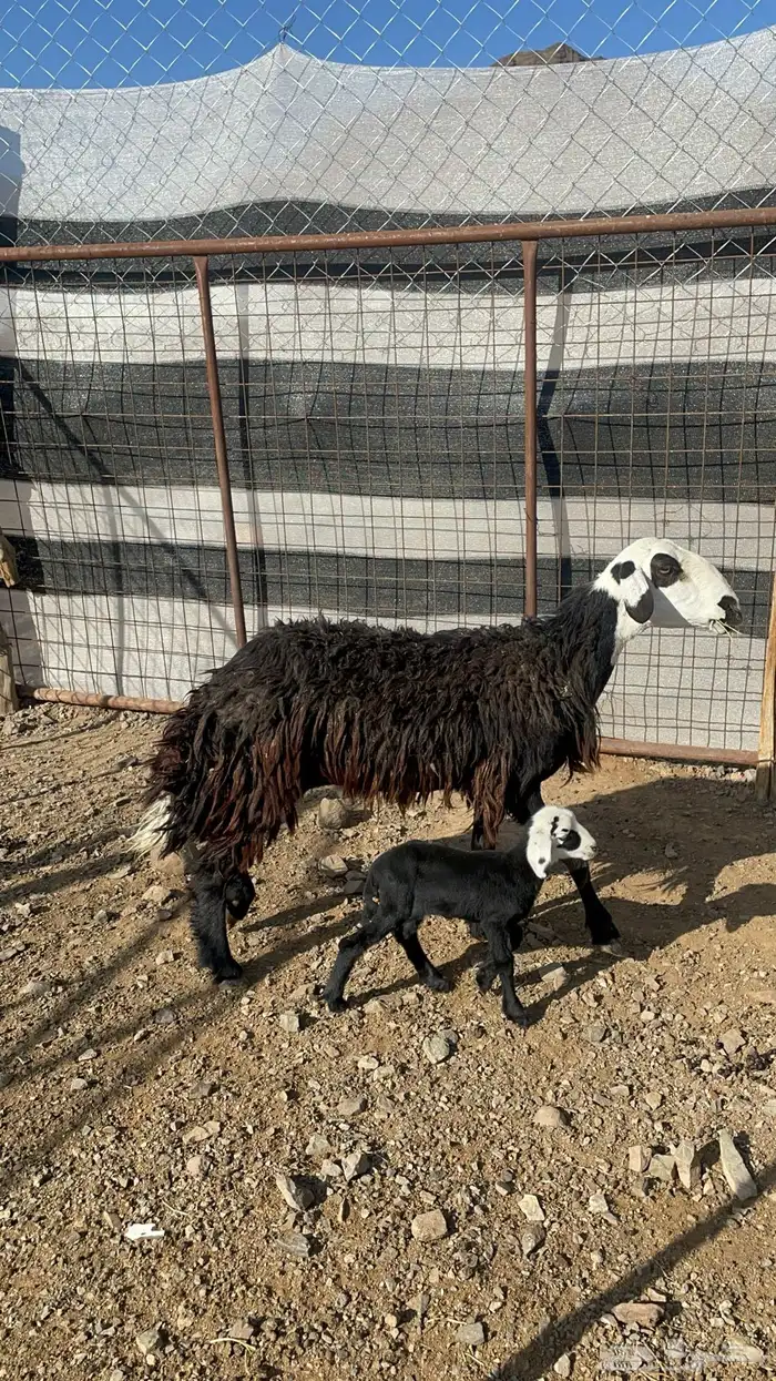 نعجه نجديه تحتها رخل(تم البيع) 6