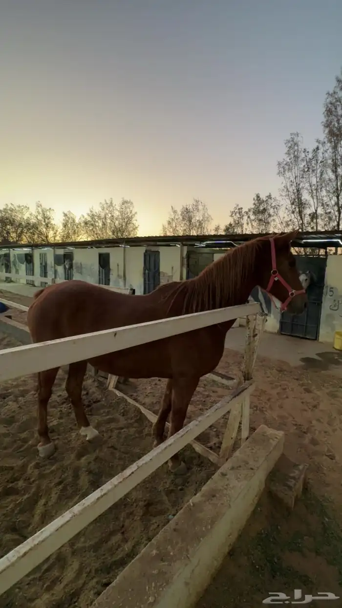 فرس واهو فرنسي 1