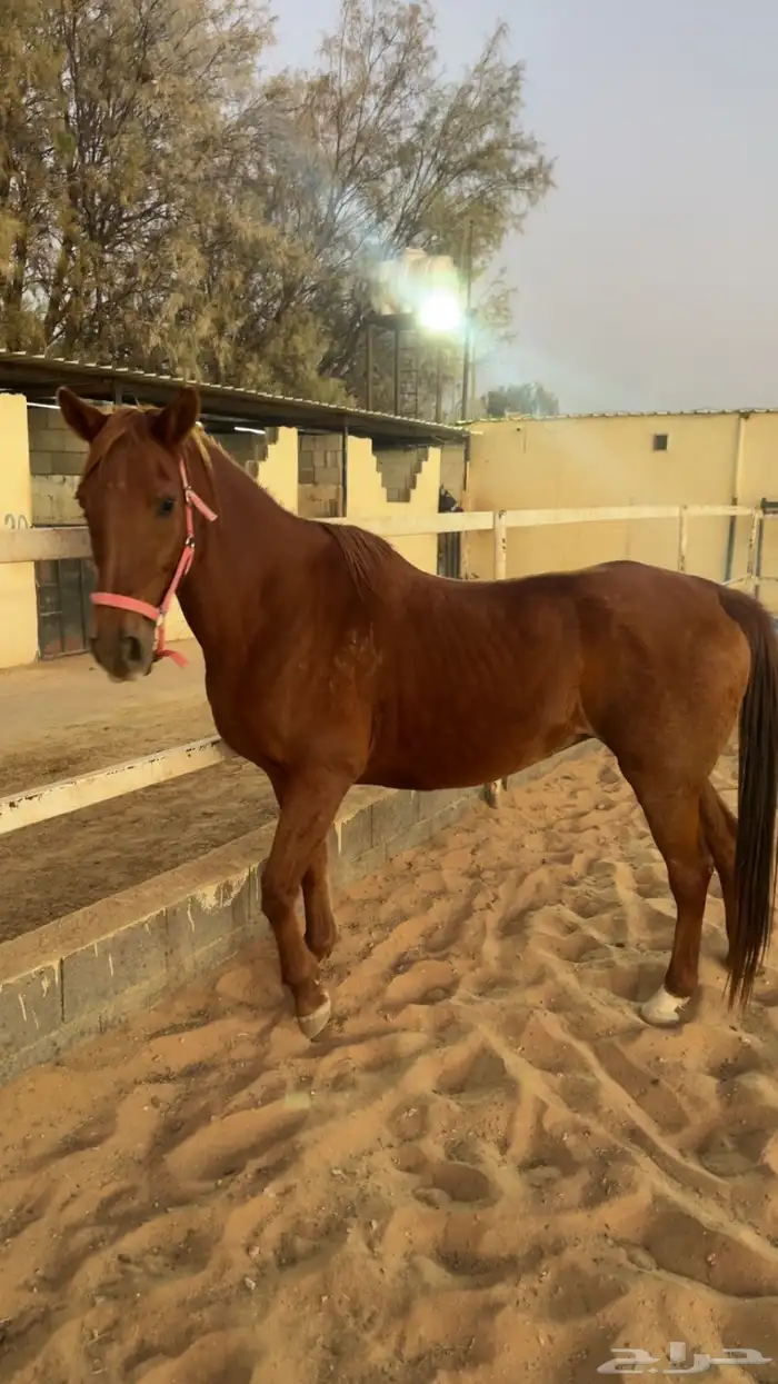 فرس واهو فرنسي 0