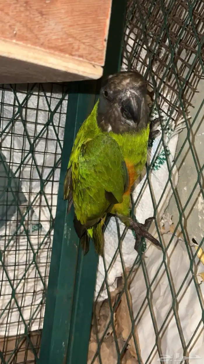 سنقالي ذكر كان اليف وهملته فتره 2