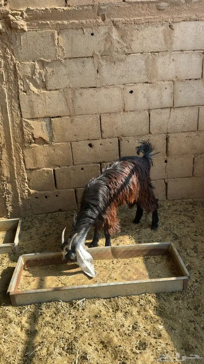 تيوس وجفار 4