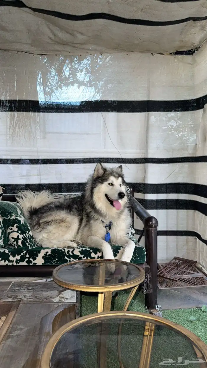 كلب ألاسكا مالاموت للبيع 0