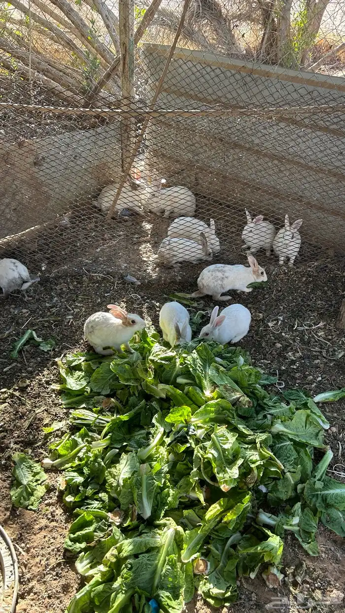 ارنب قرنسي العدد فوق 20 2