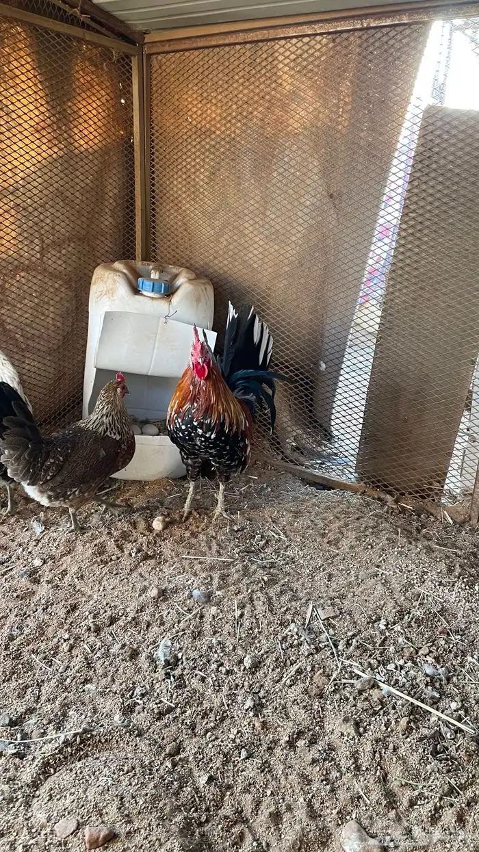 دجاج ماكنتوش دم صافي سلاله صافيه 7