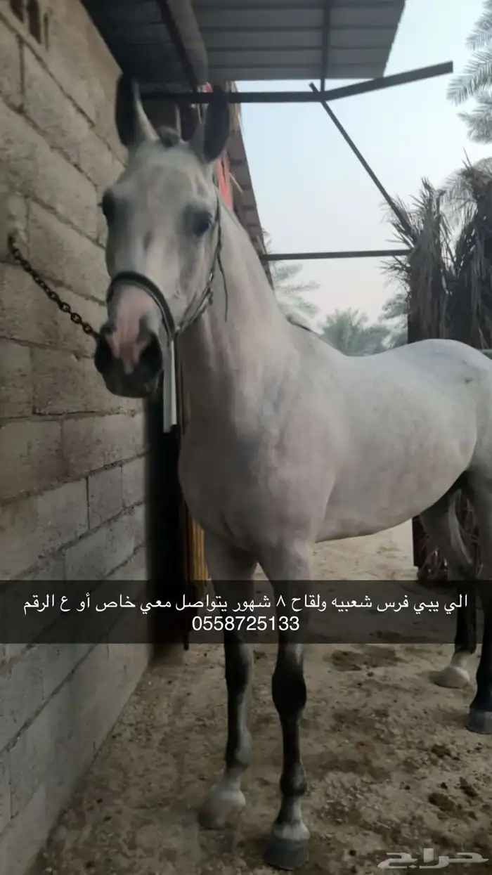 فرس شعبيه لقاح 8 شهور فاخره 1