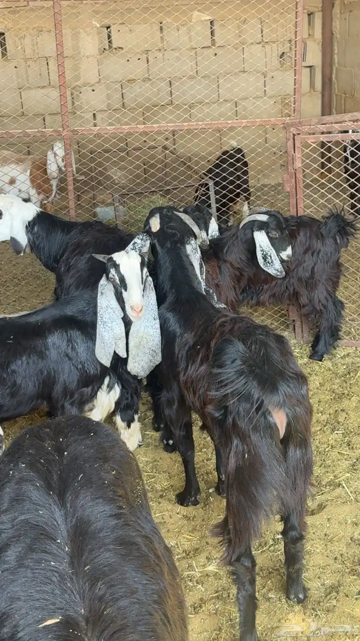 تيوس وجفار 0