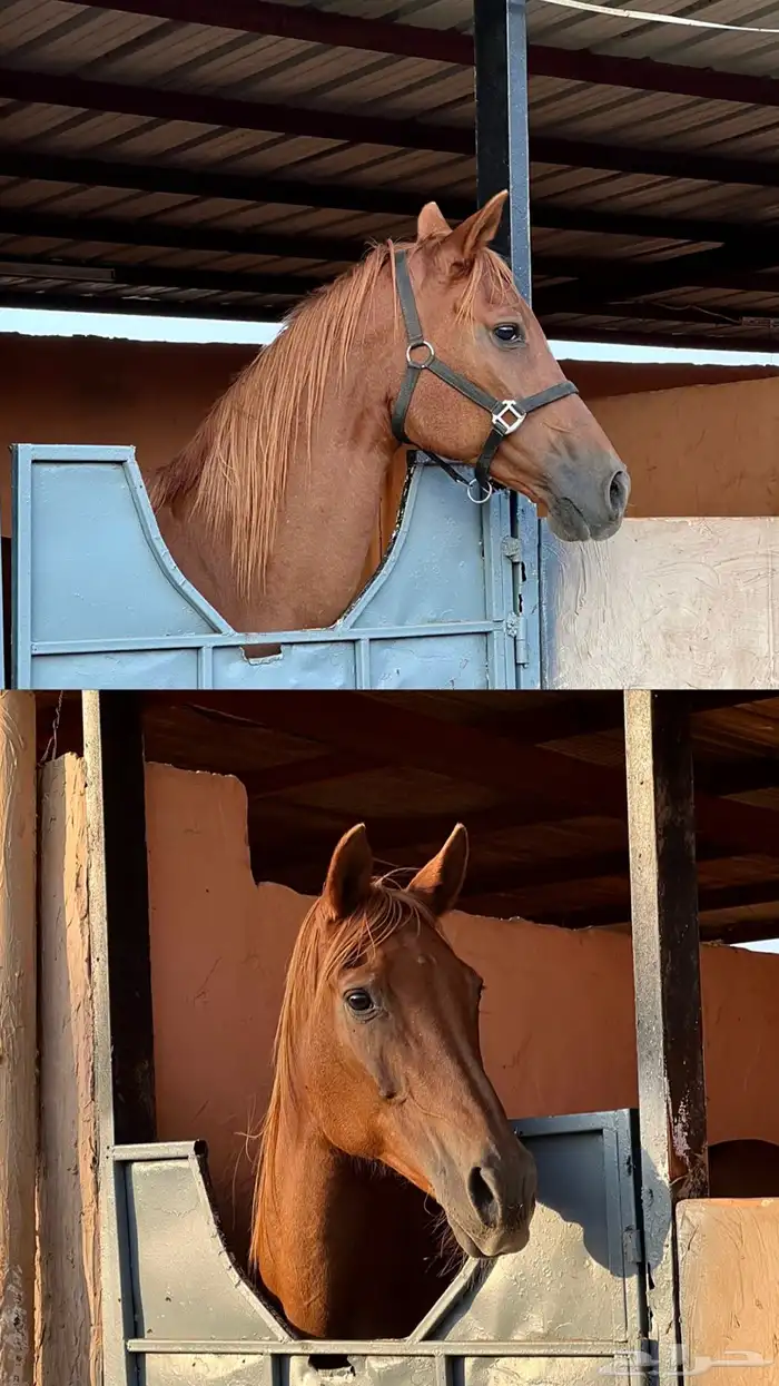 فرس واهو فرنسي 6