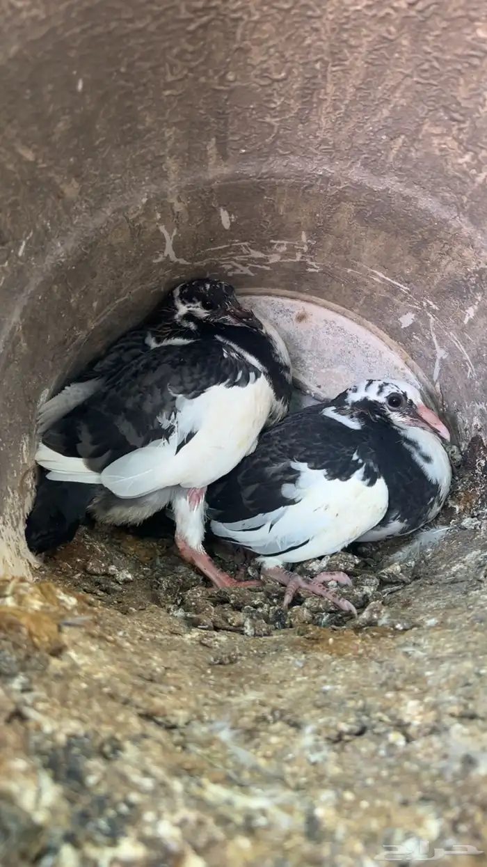 فروخ حمام للبيع فرنسي سلفر زاجل المذبوح عل 27 وحي عل 25 2