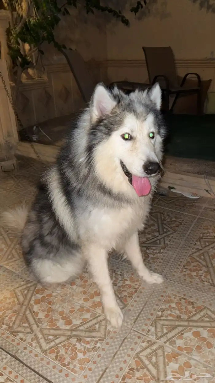 كلب ألاسكا مالاموت للبيع 1