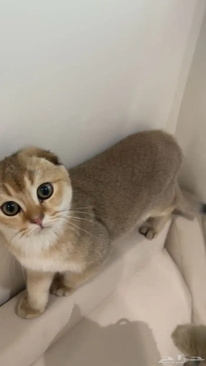 سكوتش فولد تربل قولد 5