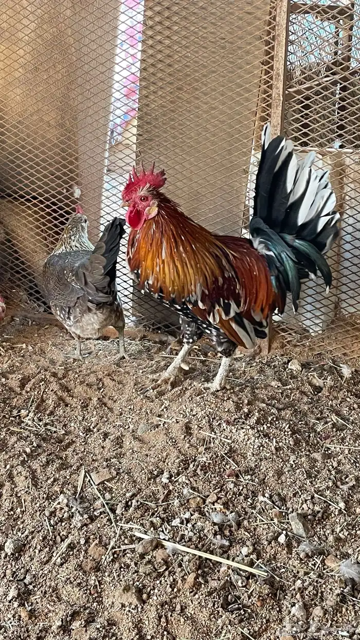 دجاج ماكنتوش دم صافي سلاله صافيه 13