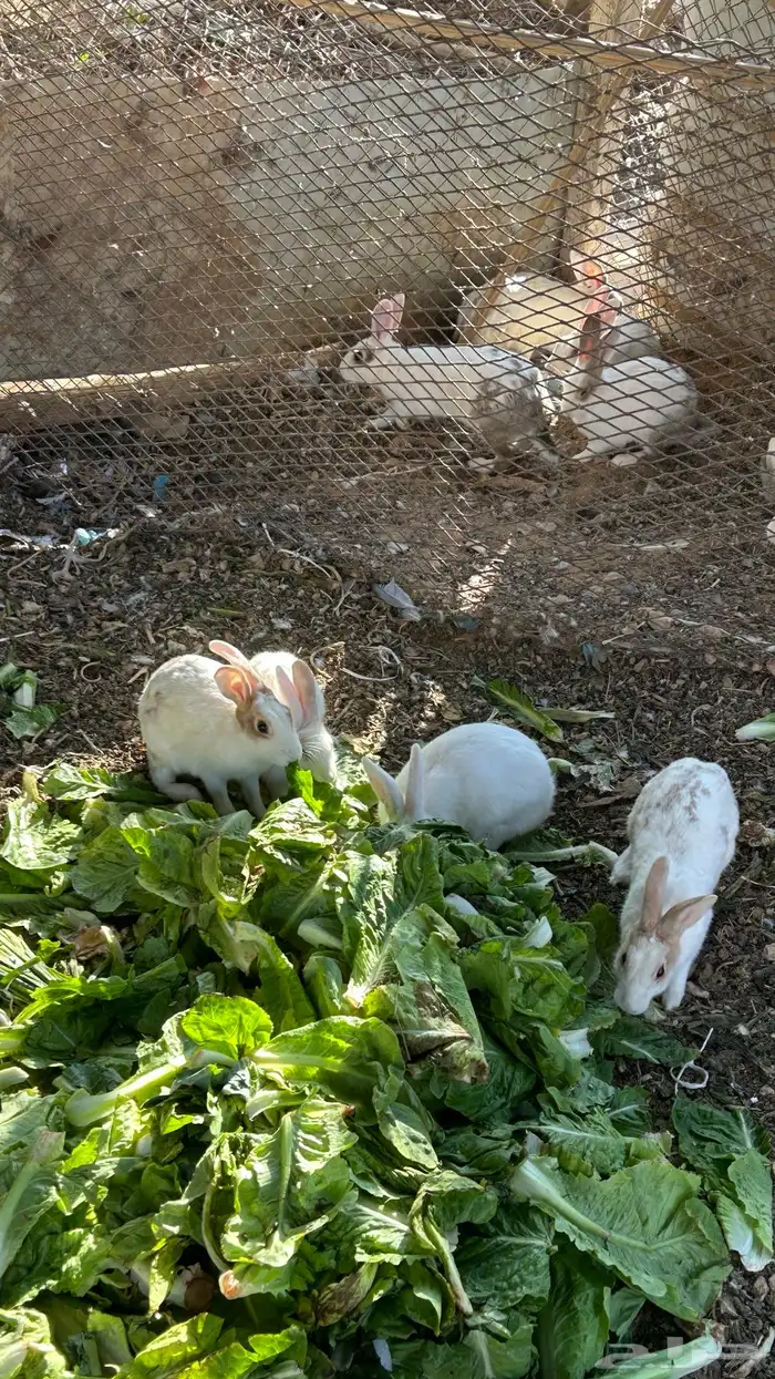 ارنب قرنسي العدد فوق 20 0