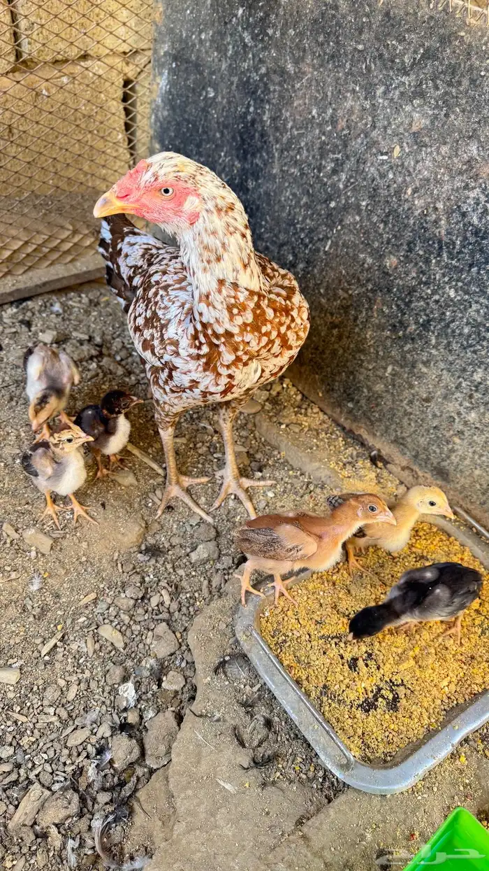 دجاج باكستاني سندي 0