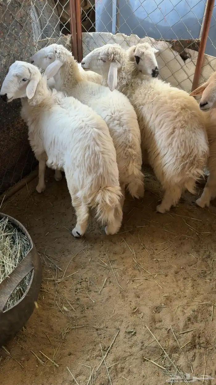 طليان فاخره 0