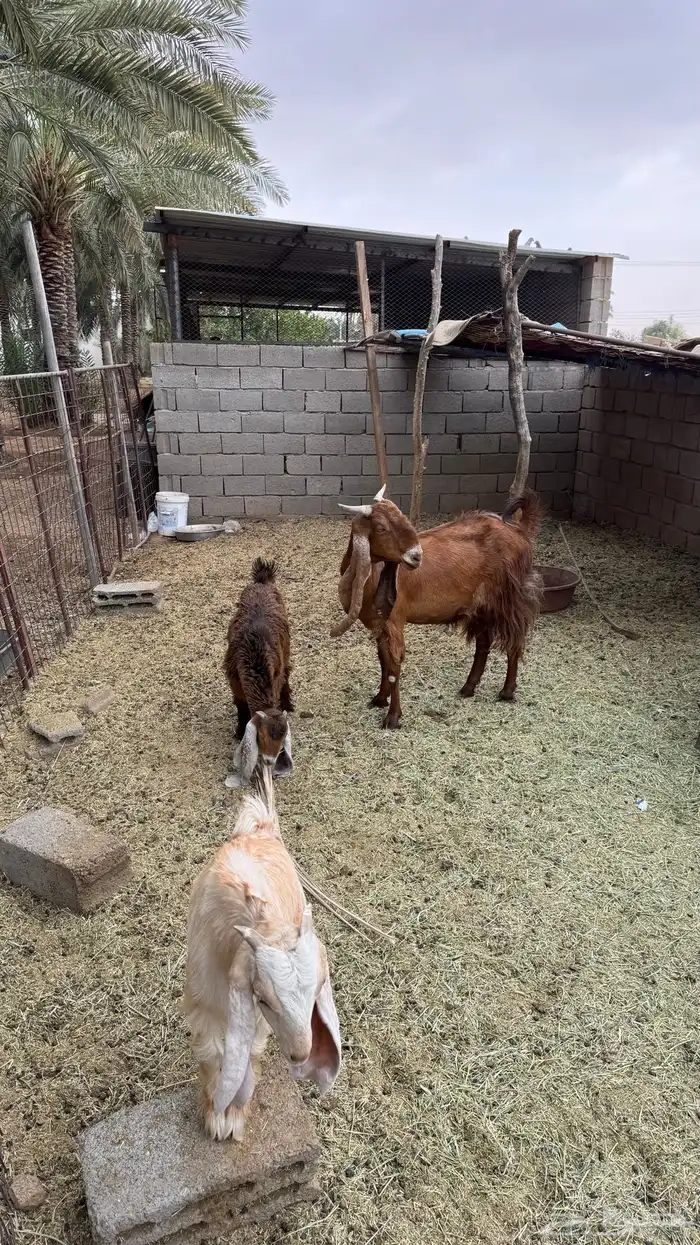 للبيع عنز مشروكه 2