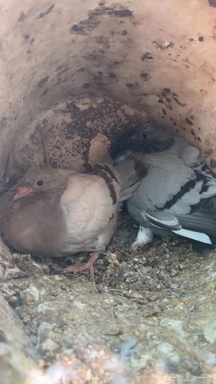 فروخ حمام للبيع فرنسي سلفر زاجل المذبوح عل 27 وحي عل 25 3