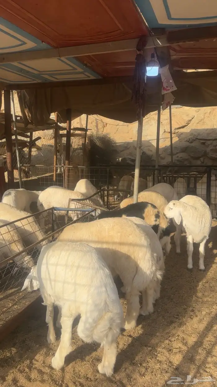 طليان جبره طايفيه 1