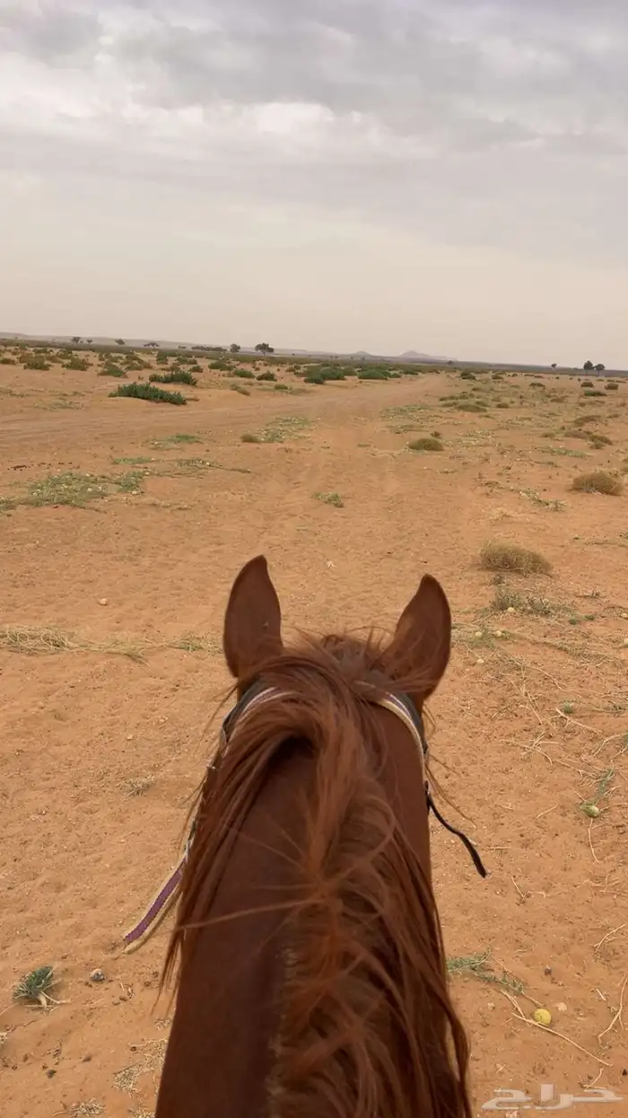 حصان عربي صقلاوي حمداني 0