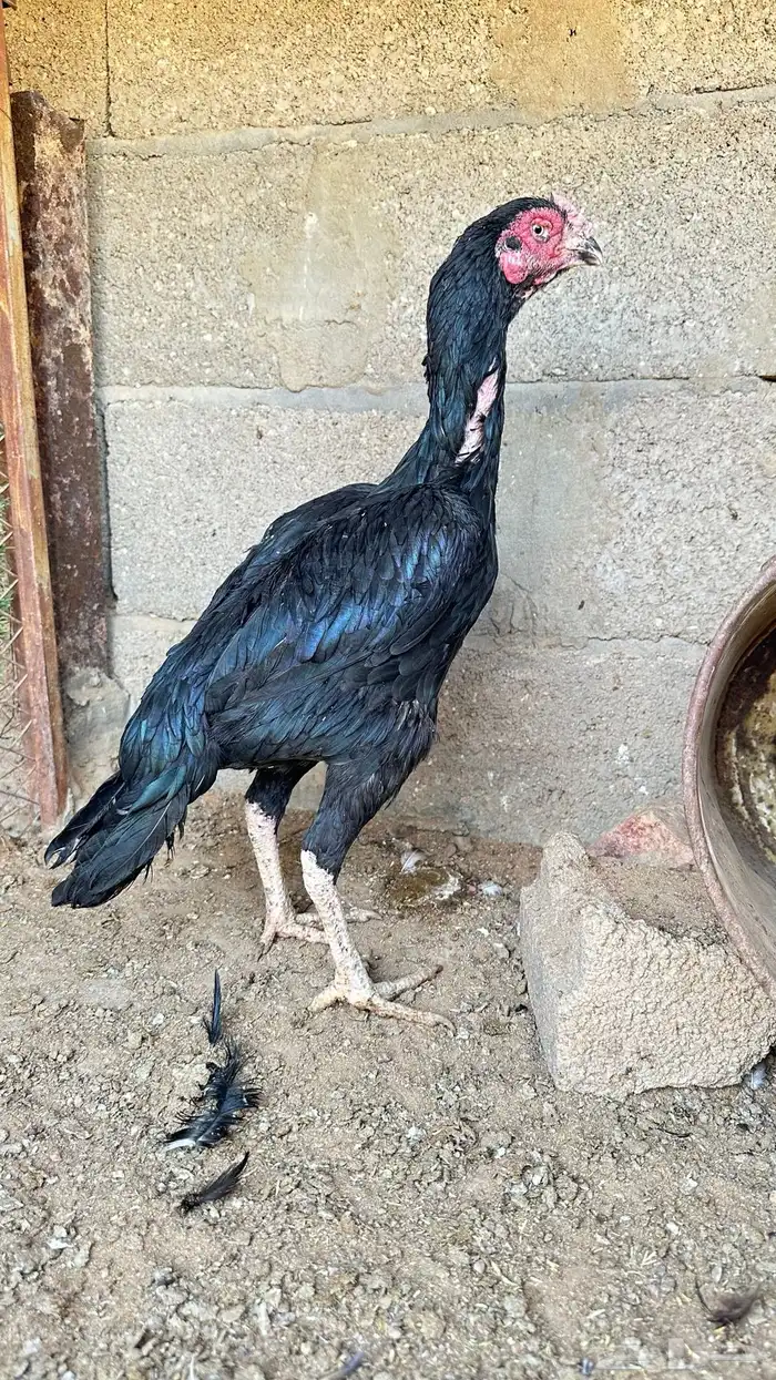 دجاجه شامو الماني 1