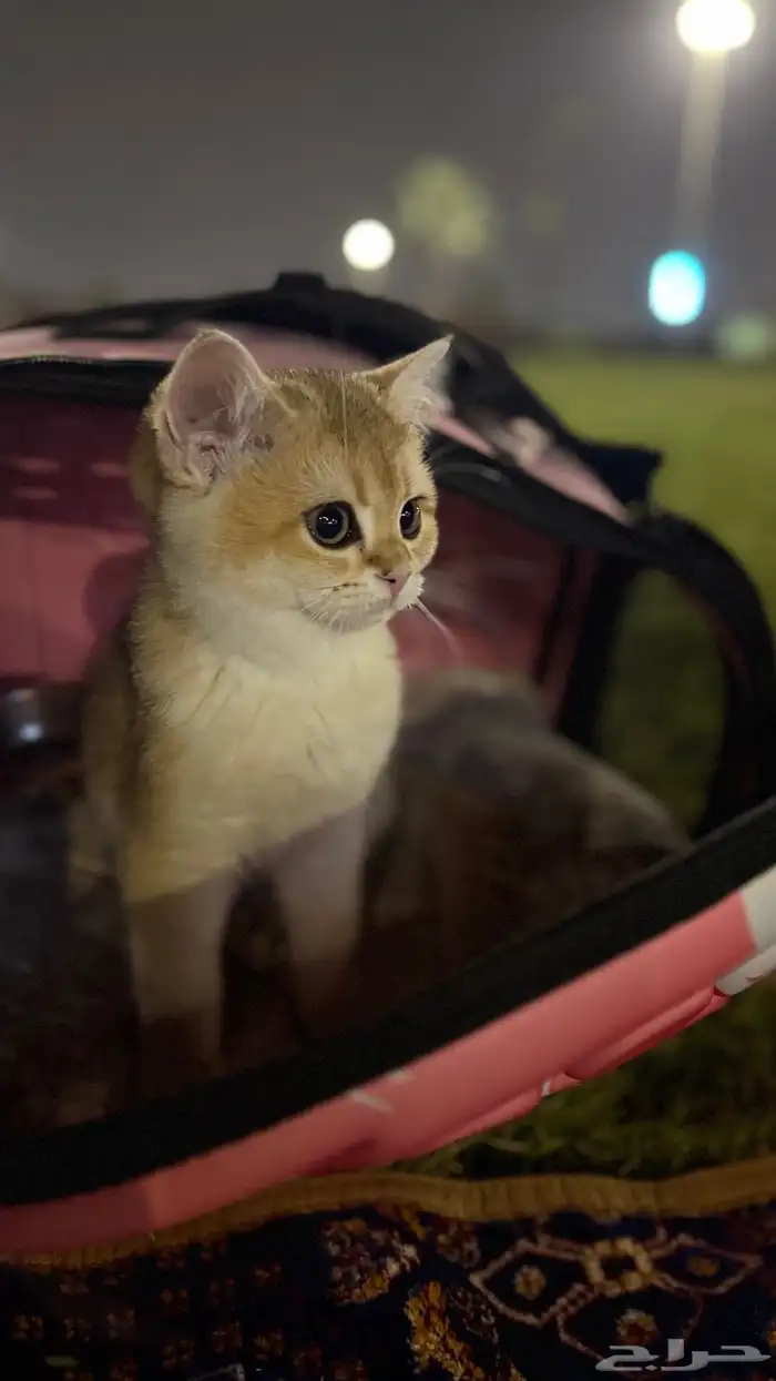 قط سكوتش عمرها خمس شهور للبيع تواصل خاص 1