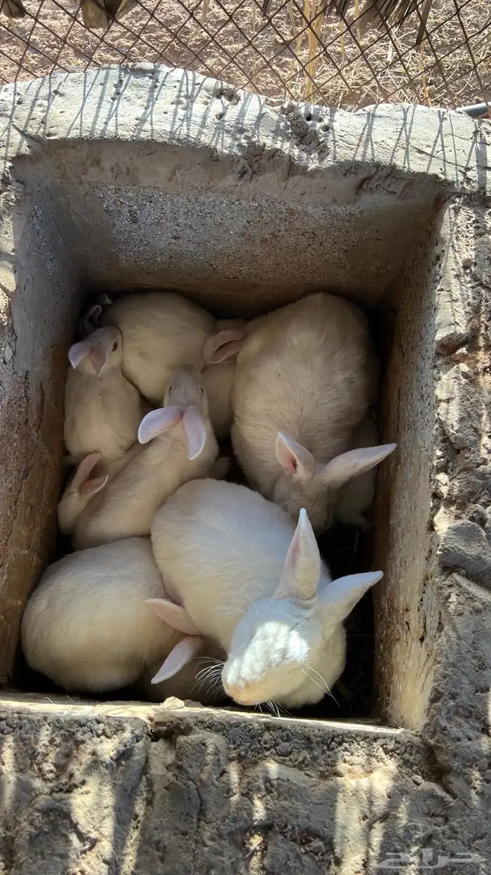 ارانب فرنسية 2