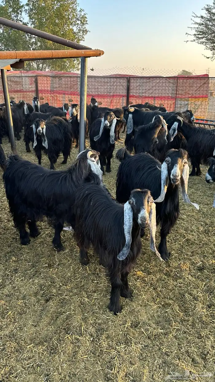 للبيع معزاء عوارض 2