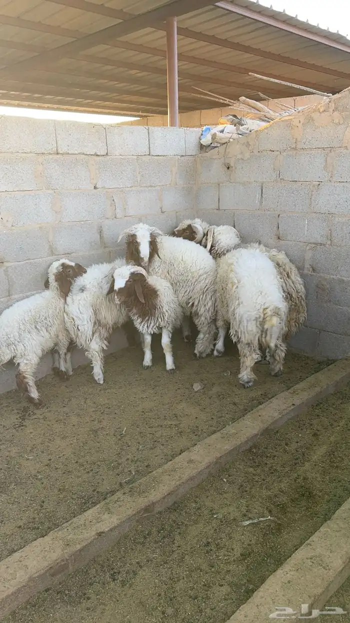 خرفان نعيم للبيع 3