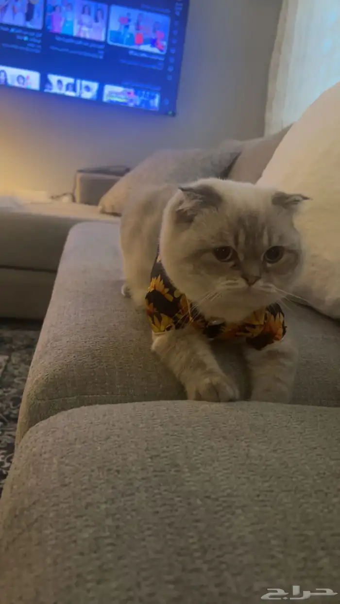 قط ذكر سكوتس فولد للتبني 1