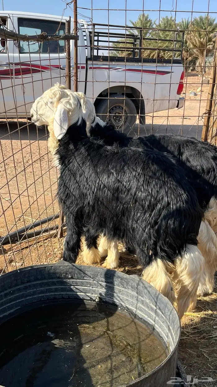 خرفان نجد ذبائح 1