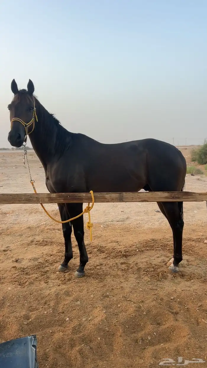 حصان انقليزي سبق 1