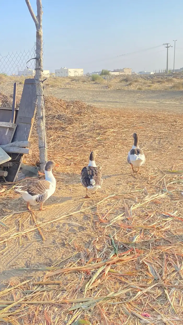 وز للبيع ذكر وثنتين اناث 4