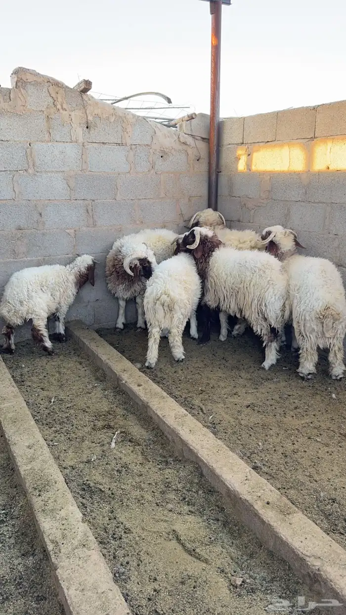 خرفان نعيم للبيع 0