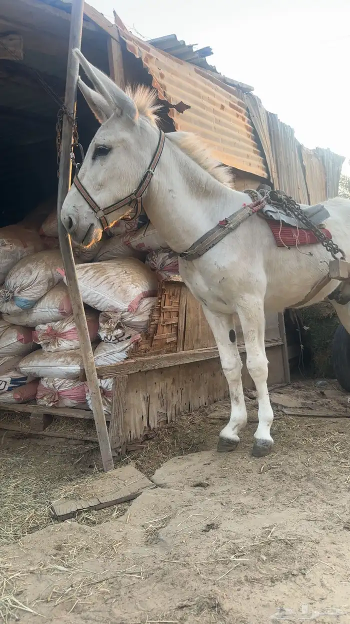 حمار حق البيع رفيع و هدي 1