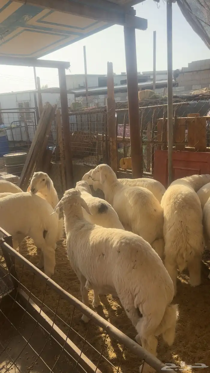 طليان جبره طايفيه 2