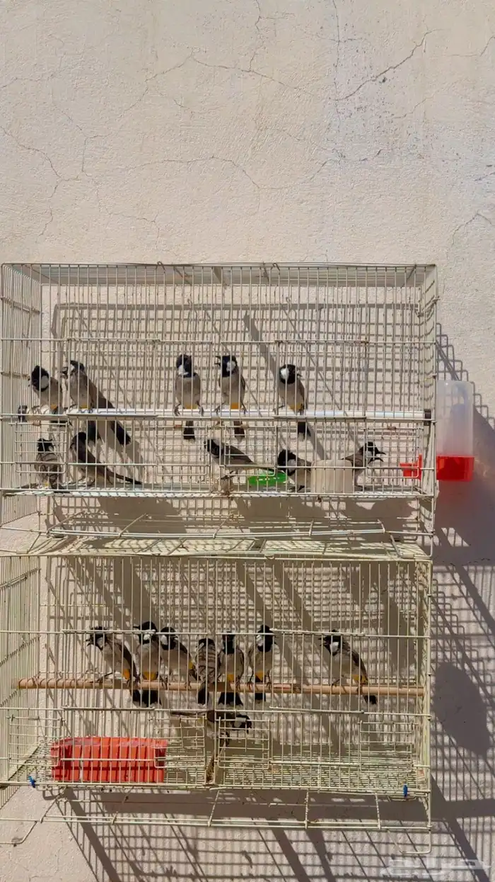 بلابل عراقيه بلبل عراقي 0