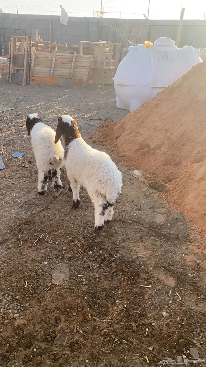 خروفين نعيم 0