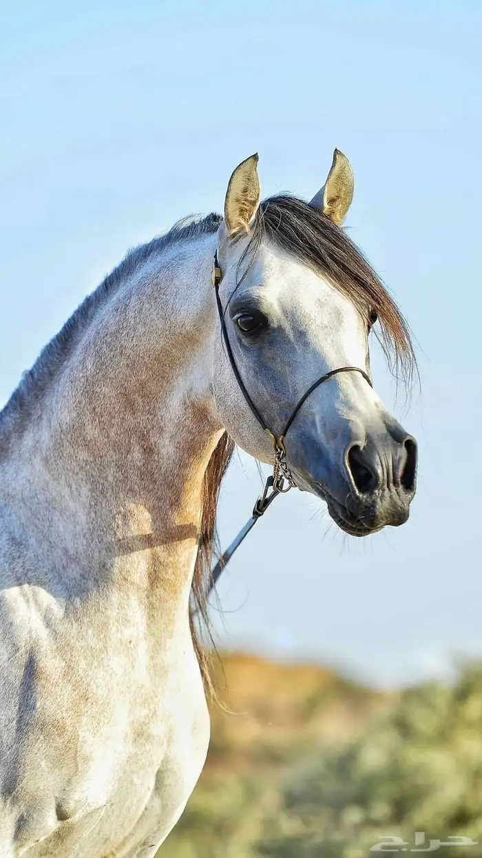 حصان واهو 0