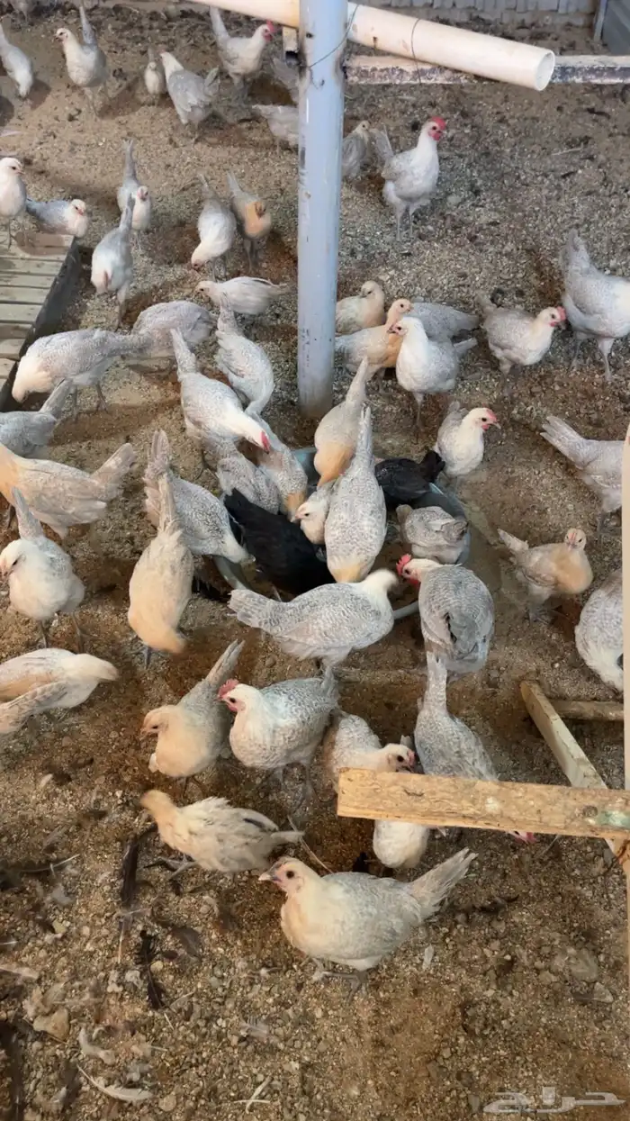 دجاج فيومي الامنيوم 2