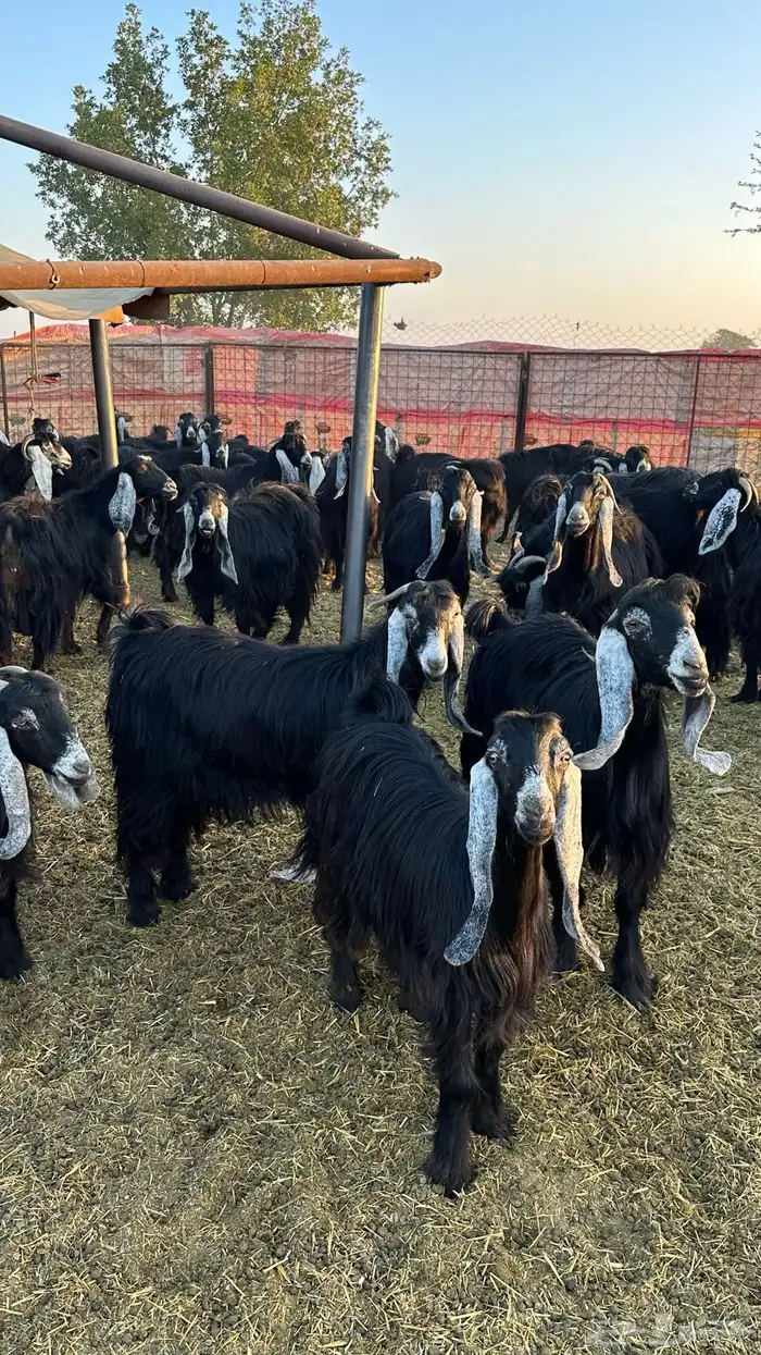 للبيع معزاء عوارض 1