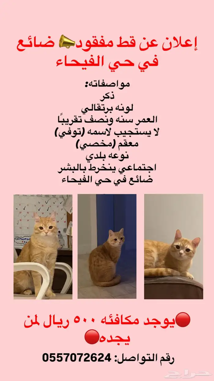 اعلان عن قط ضائع في حي الفيحاء 0